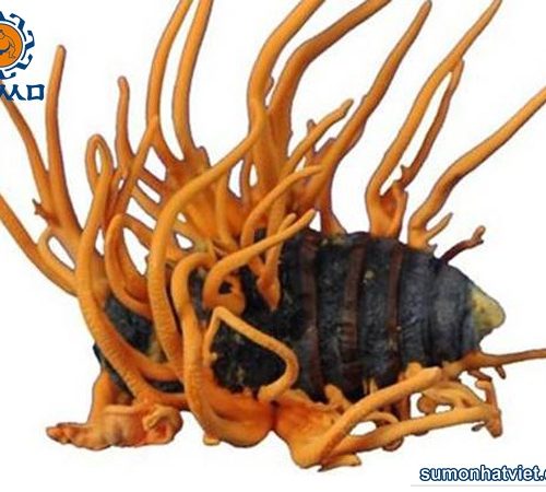 Đông trùng hạ thảo nguyên con SUMO