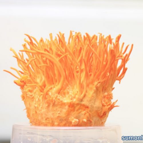 Đông trùng hạ thảo chống não hoá