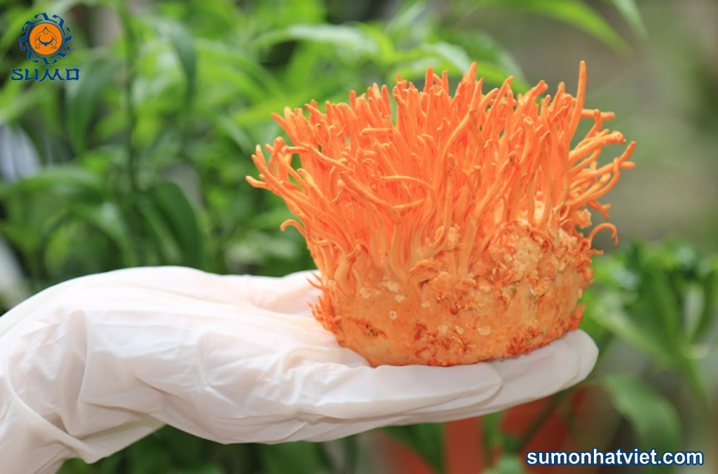 Đông trùng tươi tại Sumo