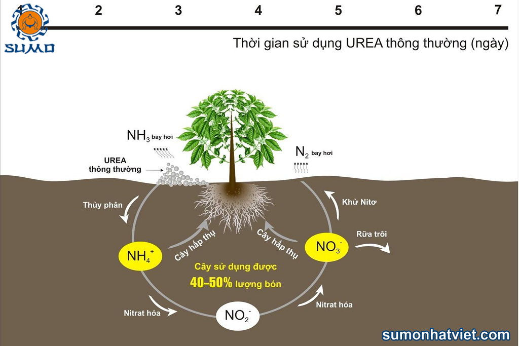 Cơ chế hút chất dinh dưỡng chủ động