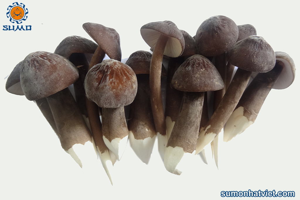 Nấm mối đen nguyên búp