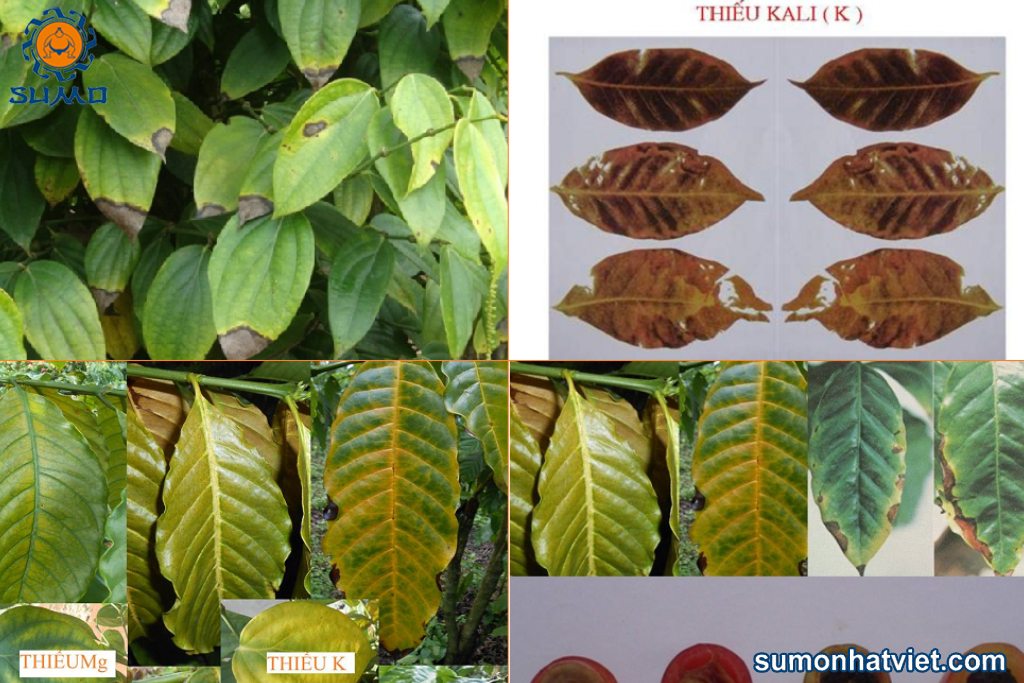 Cây bị thiếu Kali