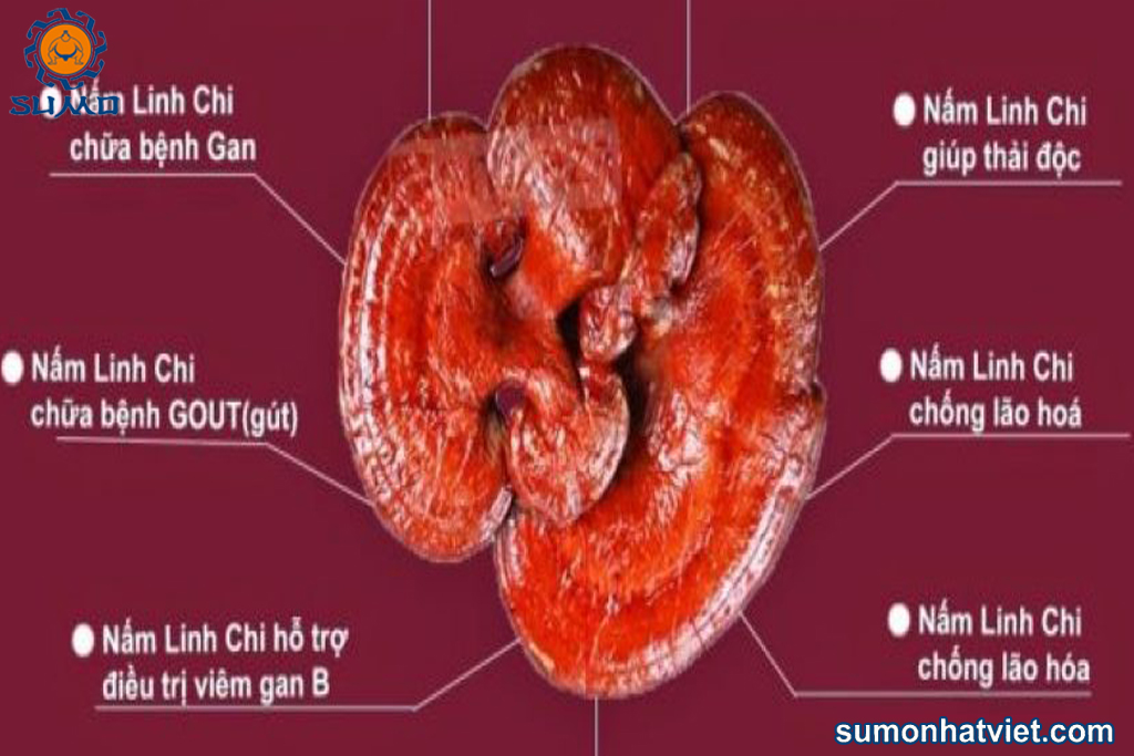 Công dụng của nấm linh chi