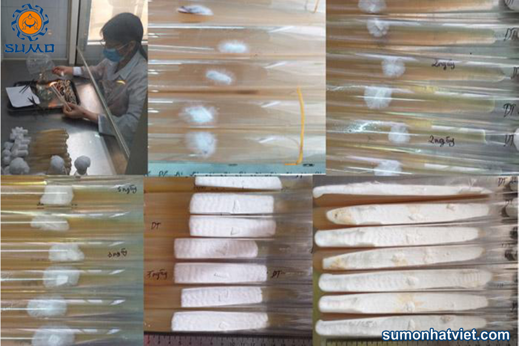 Bảo quản bằng phương pháp cấy truyền ống thạch