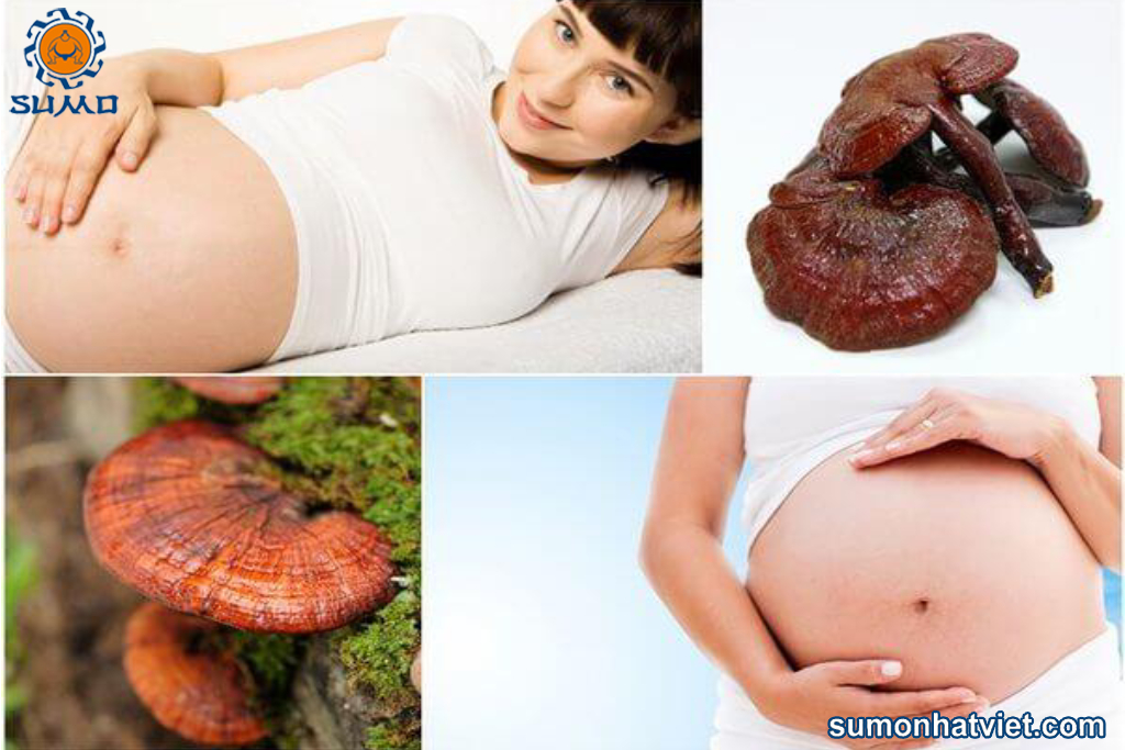 Nấm linh chi và công dụng tuyệt hảo cho bà bầu