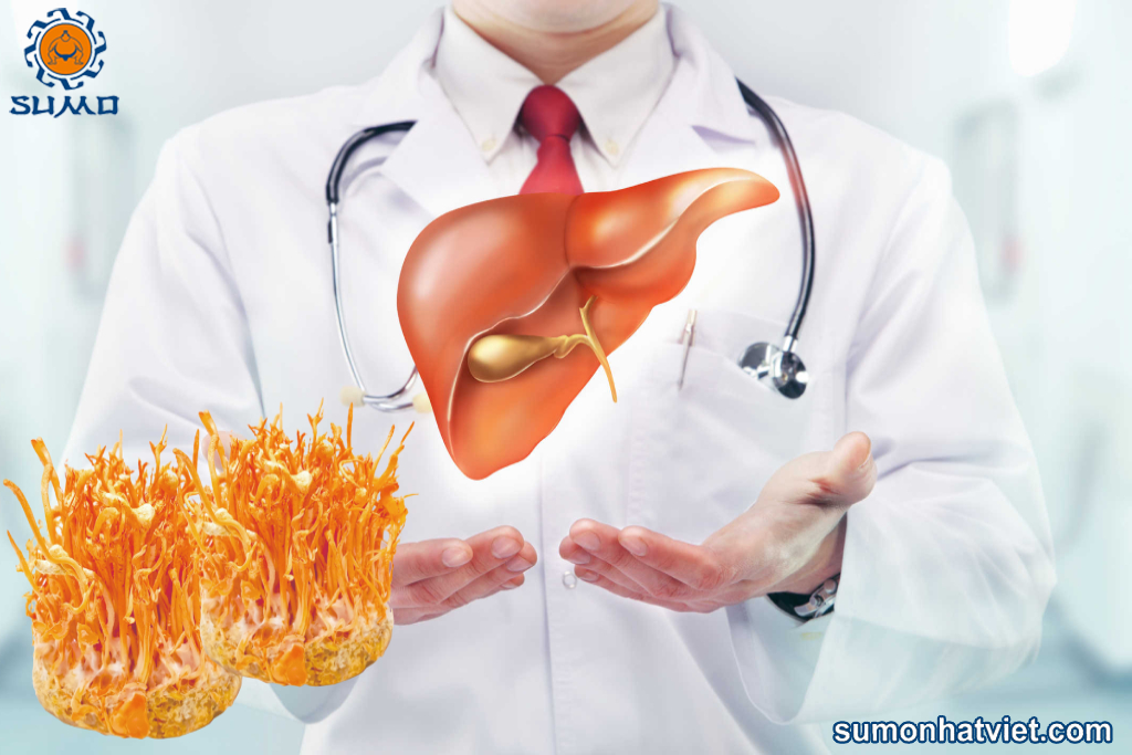 Đông trùng hạ thảo có tốt cho người viêm gan không?