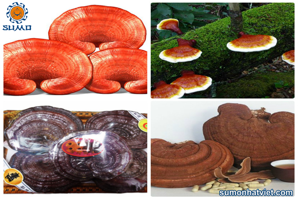 Tìm hiểu nấm linh chi đỏ 1kg bao nhiêu
