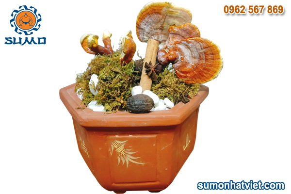 Nấm linh chi Bonsai