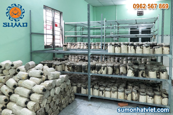 giống nấm mối