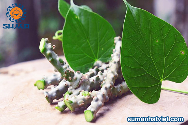 Nghiên cứu ứng dụng các hoạt chất từ cây kí ninh và EM