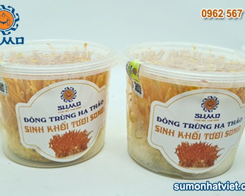 Combo 2 hộp Đông trùng hạ thảo sinh khối tươi
