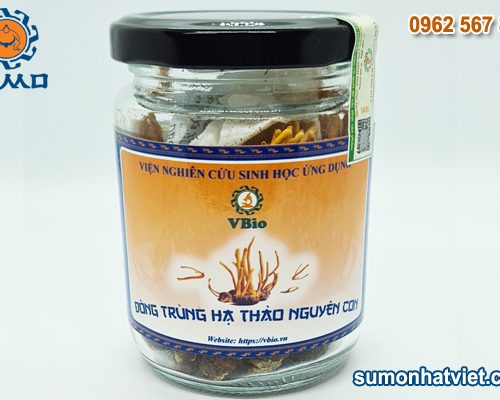 Đông trùng Hạ thảo nguyên con (sấy khô)