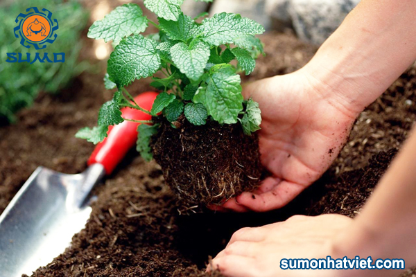 Chế phẩm sinh học cải tạo đất