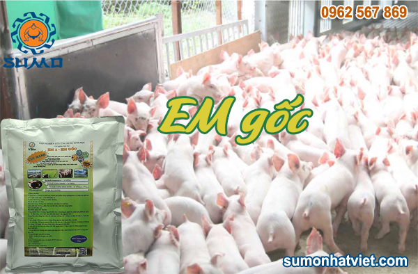 Chế phẩm vi sinh khử mùi hôi