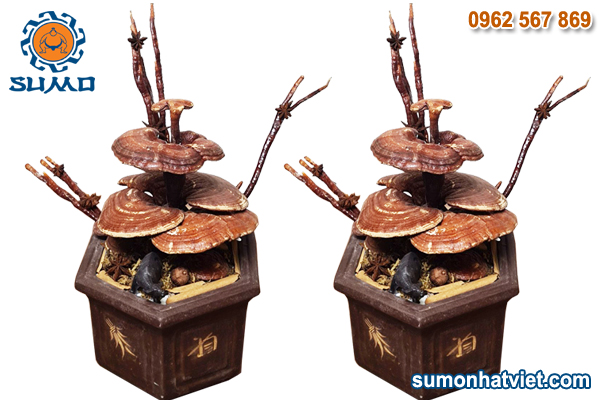 Bonsai linh chi chơi tết