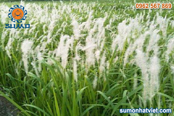 co dai pho bien tai viet nam 08