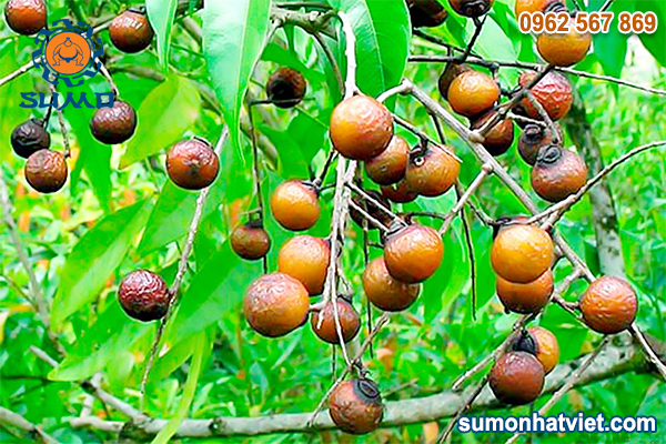 lam thuoc tru sau tu qua bo hon 03