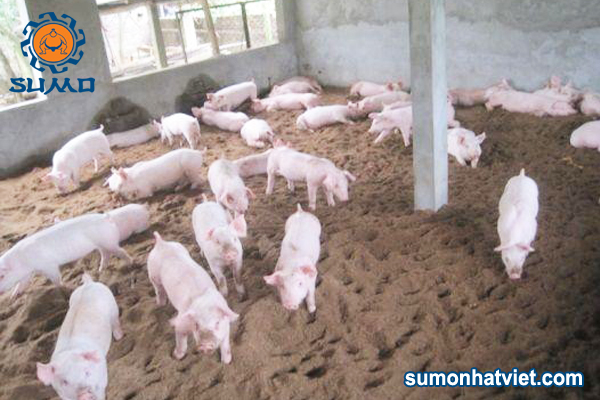 nuoi heo dem lot sinh hoc